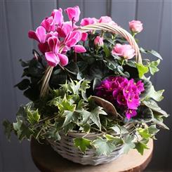Pink Flowering Planted Basket