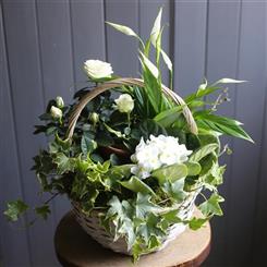 White Flowering Planted Basket
