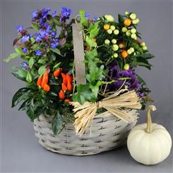 Seasonal Planted Basket