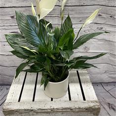 Peace Lily 