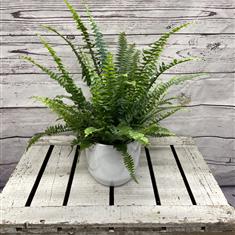 Boston Fern