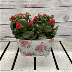 Kalanchoe Planter